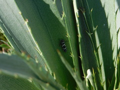 Balacha melanocephala
