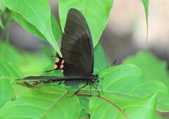 Heraclides rogeri pharnaces