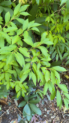 Forsythia × intermedia