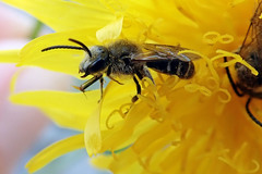 Lasioglossum leucozonium
