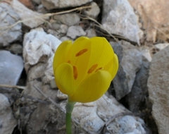 Sternbergia lutea