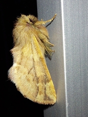 Ptilophora plumigera