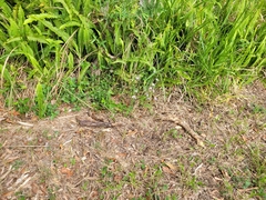 Pseudechis porphyriacus