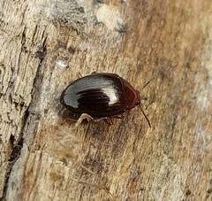 Scaphidema metallicum