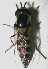 Ischiodon aegyptius