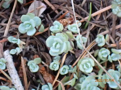 Sedum debile