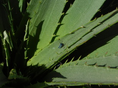 Balacha melanocephala