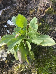 Solidago simplex