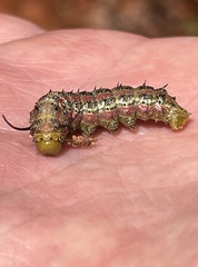 Anisota virginiensis