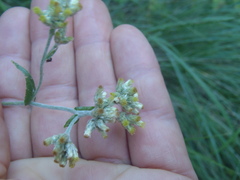 Pseudognaphalium pringlei