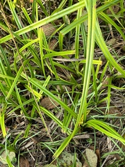 Scirpus microcarpus