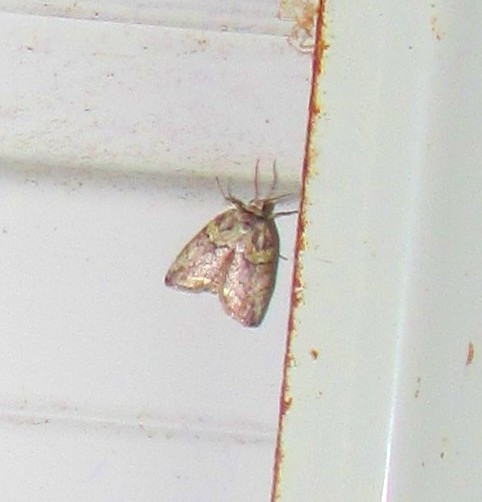 Afrida charientisma