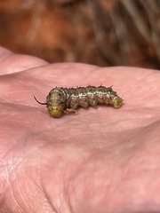 Anisota virginiensis