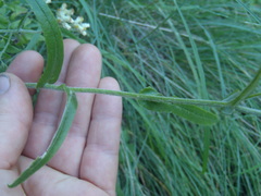 Pseudognaphalium pringlei