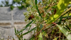 Palpada vinetorum