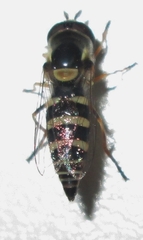 Ischiodon aegyptius