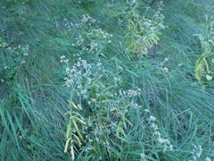 Pseudognaphalium pringlei