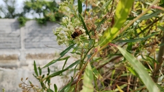 Palpada vinetorum