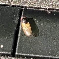 Lonchaea