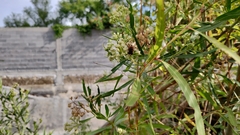 Palpada vinetorum