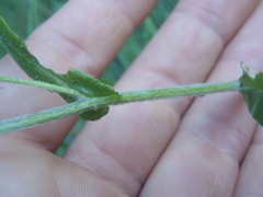 Pseudognaphalium pringlei