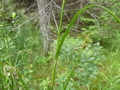 Scirpus atrocinctus
