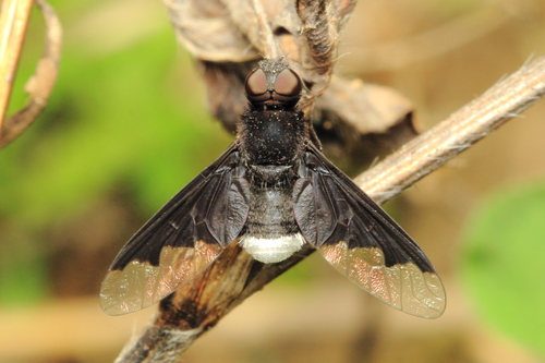 Anthrax analis Say, 1823