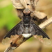 Black Bee Fly - Photo (c) Stephen Luk, some rights reserved (CC BY-NC), uploaded by Stephen Luk