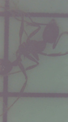 Aphaenogaster fulva