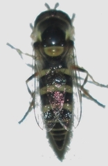 Ischiodon aegyptius