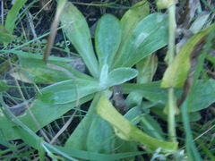 Pseudognaphalium pringlei