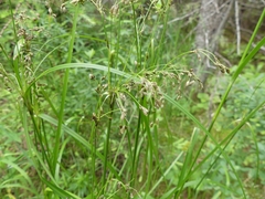 Scirpus atrocinctus