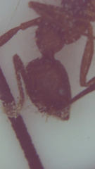 Aphaenogaster fulva