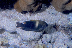 Chrysiptera biocellata