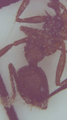 Aphaenogaster fulva