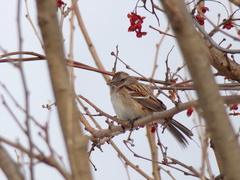 Spizelloides arborea