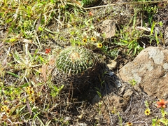 Echinofossulocactus crispatus