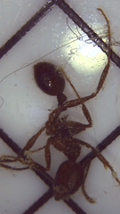 Aphaenogaster fulva
