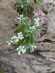 Buddleja racemosa