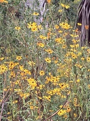 Helianthus angustifolius