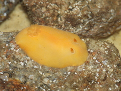 Gargamella immaculata