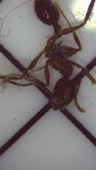 Aphaenogaster fulva