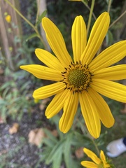Helianthus angustifolius