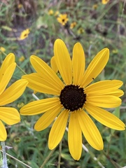 Helianthus angustifolius