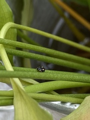 Hyperaspis festiva