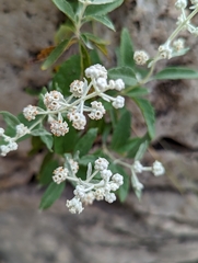Buddleja racemosa