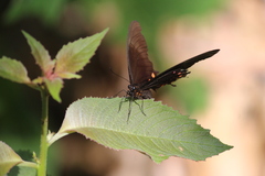 Heraclides rogeri pharnaces