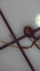 Aphaenogaster fulva