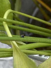 Hyperaspis festiva