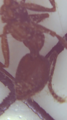 Aphaenogaster fulva